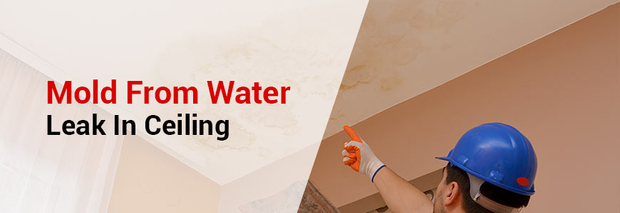 mold from water leak in ceiling